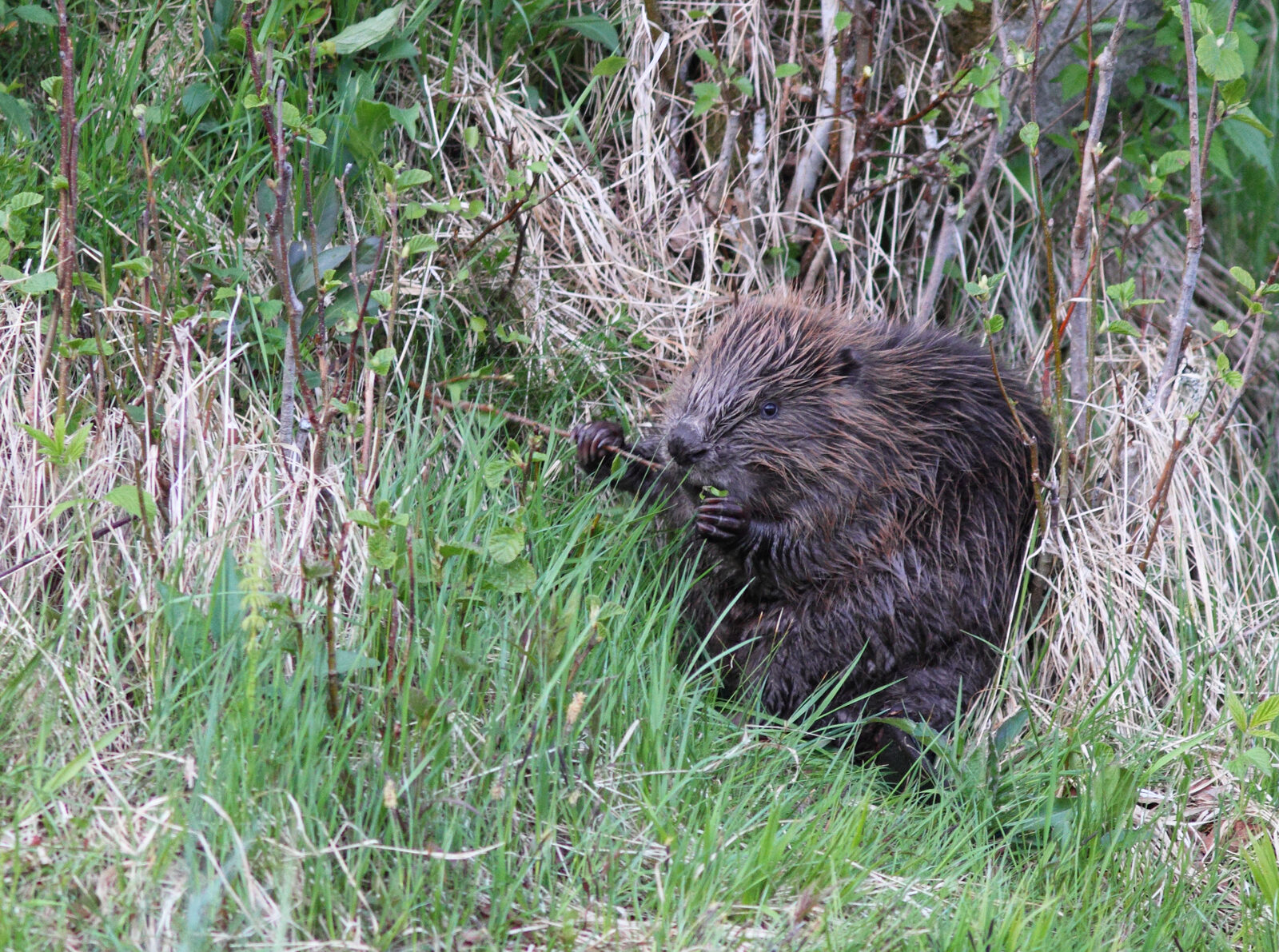 A Eurasian beaver on a waterside bank